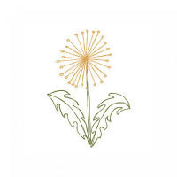 sketched dandelion sketched dandelion