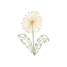 sketched dandelion