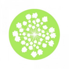 queen anne's lace circle