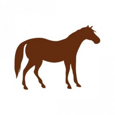 horse