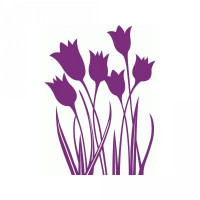 tulips tulips