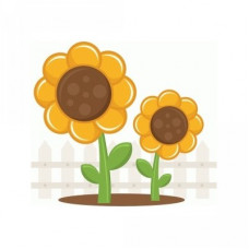 miss kate sunflowers