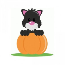 ppbn black cat in a pumpkin