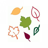 hand drawn autumn leaves