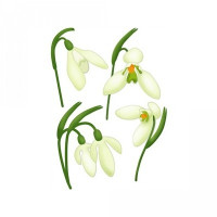 5 flower set danish snowdrops 5 flower set danish snowdrops