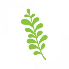 1 piece leaf